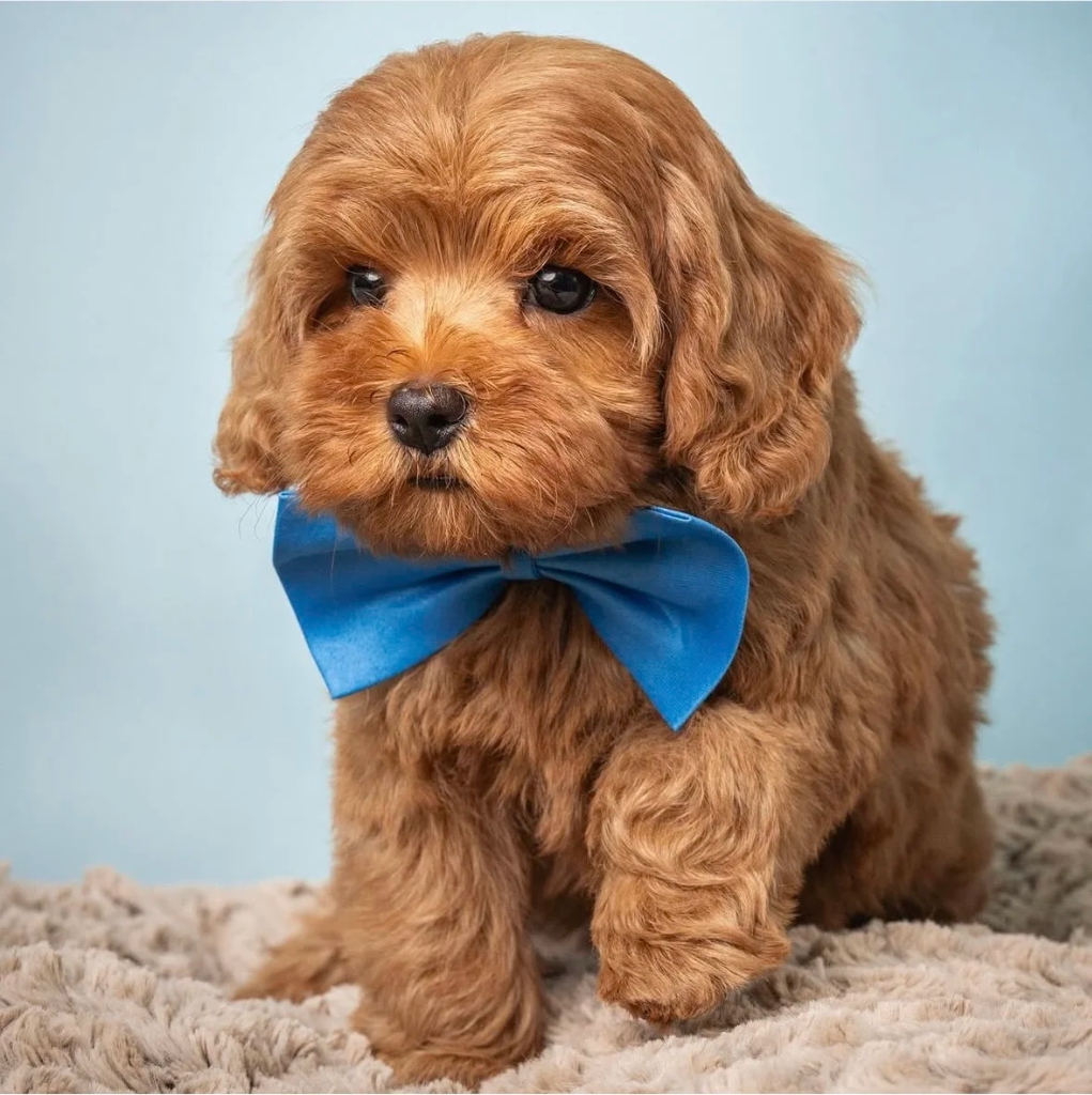 A cute fluffy brown Cavapoo puppy wearing a bright blue bow tie.