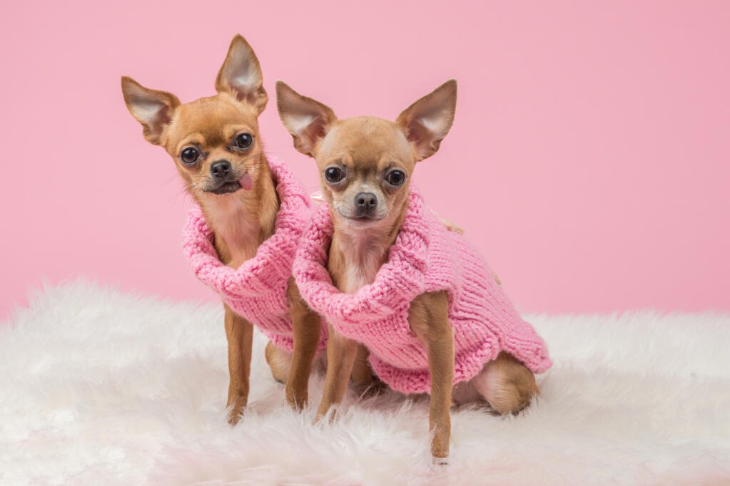 Two cute Chihuahua puppies wearing pink sweaters sitting on a white furry rug.