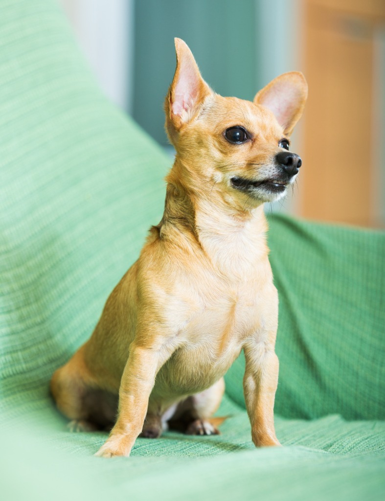 A cute tan Chihuahua puppy sitting on a green chair looking forward.
